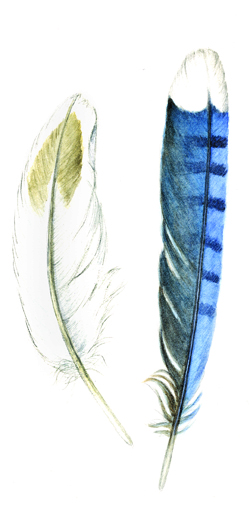 feathers