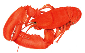 Maine Lobster