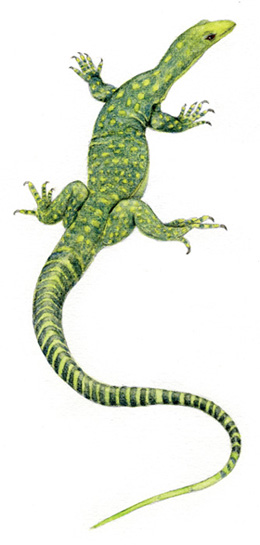 green lizard