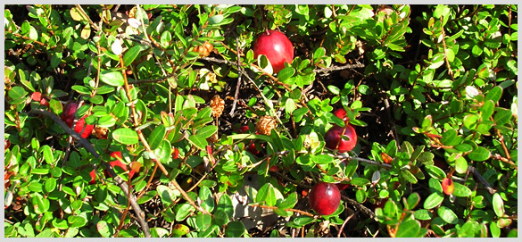 Cranberries