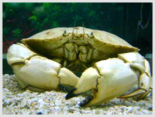 Atlantic Rock Crab