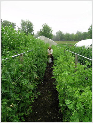 Plant peas!