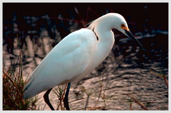 Snowy Egret