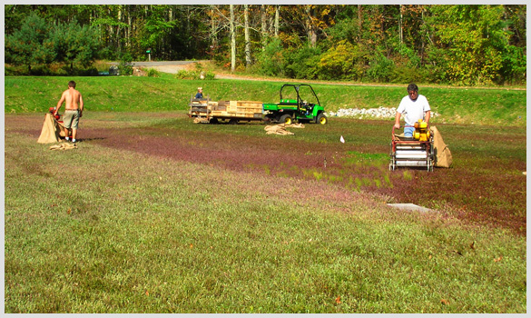 Working Bog